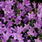 Bio Polster-Glockenblume blau, Topf-Ø 9 cm, 3er-Set