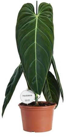 Philodendron Melanochrysum - 65-75cm - Ø21cm - Krukväxt - Vintergrön