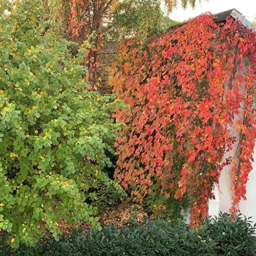 Wilder Wein/Selbstkletternde Jungfernrebe Parthenocissus quinquefolia bis zu 10m hoch schnellkletternd selbstkletternd winterhart