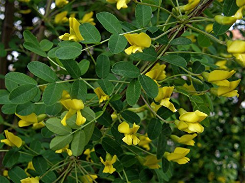 : 400 semi: albero di pisello siberiano, Caragana arborescens, semi (resistenti, profumati, siepe)
