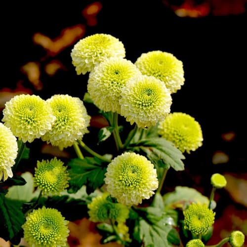 bulbos de dalia son resistentes perennes resistentes, decoración balcón jardín, Acónitos de invierno bulbos perennes, 7pcs