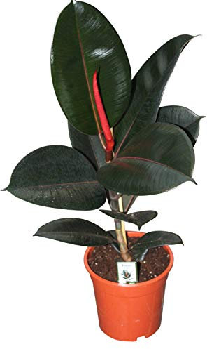 Garden Market Place Planta de Interior - Planta para el hogar o la Oficina - El baniano o higuera de Bengala - Caucho - de Unos 50 cm