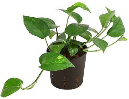 Dehner Efeutute, Epipremnum aureum, rankend, zweifarbig, Hydrokultur, 20-25 cm inkl. Pflanzopf, Ø Topf 12 cm, Zimmerpflanze
