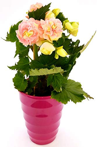 POWERS TO FLOWERS - BEGONIA CRISTINE IN VASO CERAMICA FUCSIA A CERCHI CONCENTRICI, pianta vera