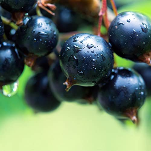 6-10 Tall Minaj Smyreu Black Currant, 1 Rooted Plant, 1 Year Old