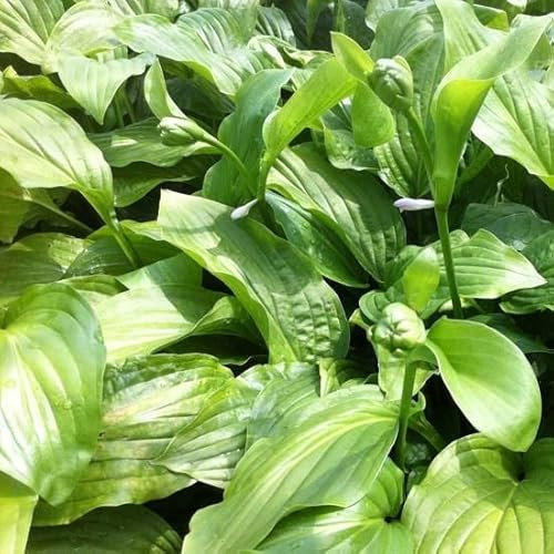 6x Hosta 'Honeybells' – Godet 9x9cm | Floraison parfumée, feuilles vert clair