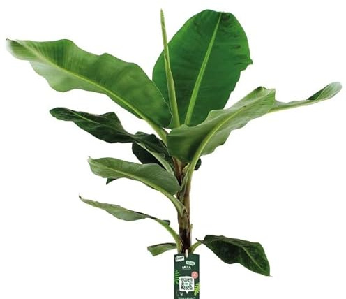 Bananera Grande Platanera de unos 90cm de Altura Planta Natural