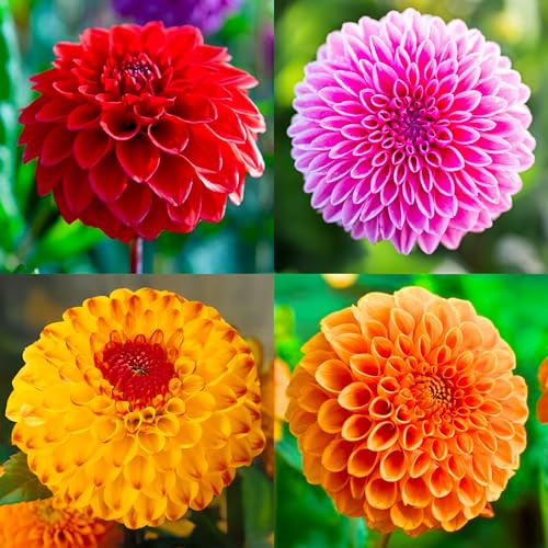 Bulbos (raíces tuberosas) de DALIA | Bulbos de los mejores productores holandeses | Selección y control de calidad | Floración garantizada. (Ramo Jolly Balls de 4 Dalias)