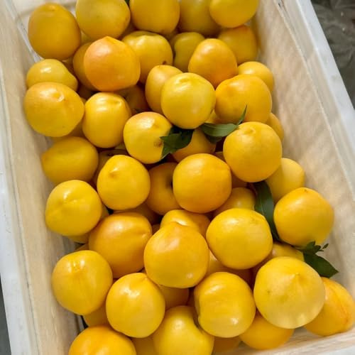 nectarina Semillas de frutas de balcón resistentes en maceta con resistentes uso en exteriores., balcón, columnares interior 5semillas