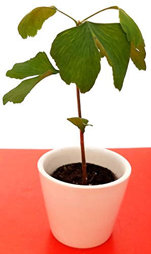 POWERS TO FLOWERS - GINKGO BILOBA MINI IN VASO CERAMICA BIANCO, Pianta vera