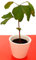 POWERS TO FLOWERS - GINKGO BILOBA MINI IN VASO CERAMICA BIANCO, Pianta vera