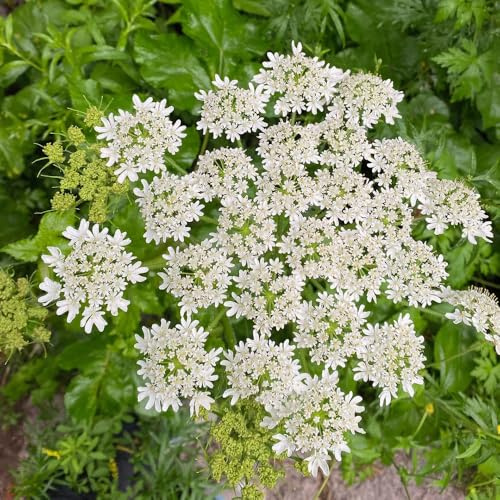semi di levistico - da appartamento esotiche in vaso biologiche selvatiche, resistenti giardino di aromatiche da interno decorazione del 400pcs