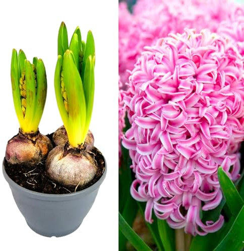 Hyacinth Blub Trio - 12cm Pot with 3 Growing Bulbs - Available in Pink, Red and Blue (Pink)