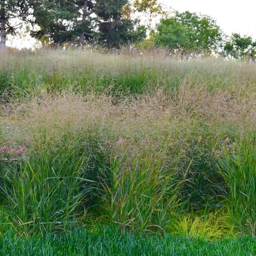 25 pcs rutenhirse samen - ausgefallene geschenke pflanzensamen zimmerpflanzen Panicum virgatum,Ziergras winterhart topfpflanzen draußen winterhart dekopflanzen wilder wein winterhart