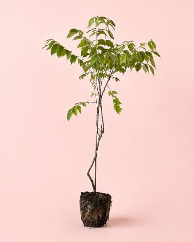 PUR PLANT Wisteria Sinensis | Glicinia Trepadora Natural con Flor | Planta de Exterior Decorativa | Maceta de Ø15 cm