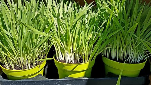 weiches Softgras Katzengras - fertig gewachsen - 3er Paket