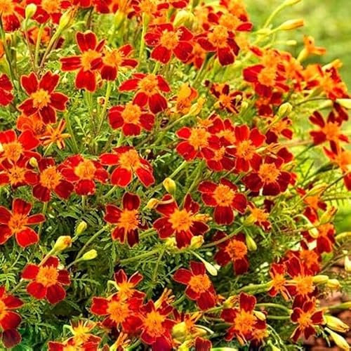 Signet Marigold Red Gem - 450 Seeds + Plant Tag + Freebie (Tagetes tenuifolia)