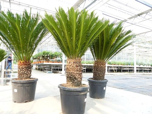 gruenwaren jakubik Mega Palmfarn 140-160 cm Cycas Revoluta | bis 90 cm Stammumfang | Sagopalme Palme | innen + außen