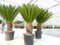 gruenwaren jakubik Mega Palmfarn 140-160 cm Cycas Revoluta | bis 90 cm Stammumfang | Sagopalme Palme | innen + außen