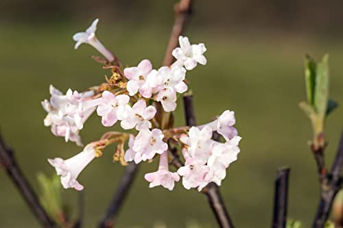 Winterblühender Schneeball 'Viburnum farreri' Sol, 3x veredelt, Immergrün, Duftend, 150-175cm Frosthart
