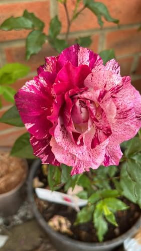 Thornless Purple Tiger Bush Roses - 3 Litre Potted Floribunda Garden Rose Bush Plant - Unusual Purple and Lilac Striped Blooms