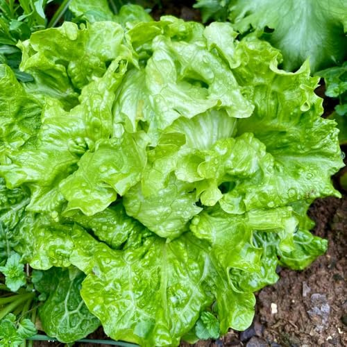pflücksalatsamen winterhart,salat, büro kopfsalat bio für balkon garden 600pcs