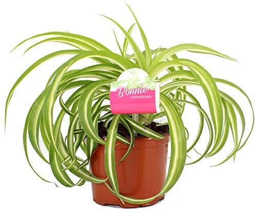 Chlorophytum Bonnie - Curly Spider Plant - Indoor Houseplant for Home or Office - Potted Trailing Plants for Small Spaces - Bright Green and White Foliage Leaves (20-30cm Incl. Pot)