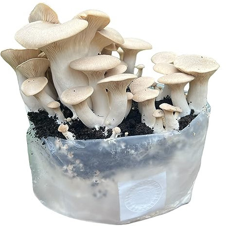Merryhill Mushrooms - Ready Growing King Oyster Mushroom Growing Kit | Easy to Grow, Perfect Indoor Gardening Gift, Large Yield and Harvest | Fun to Grow, Gourmet Mushroom | Grow Your Own Kits |