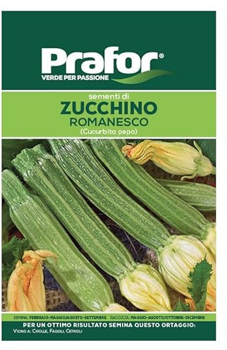 HORTUS Semi prafor di zucchino romanesco