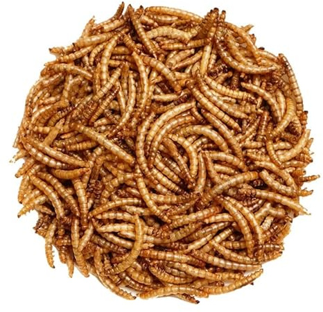 2kg Premium Dried Mealworms for Wild Birds – 100% Natural, Protein-Rich Treat – High-Energy Feed with Edible Oils – Ideal for Blue Tits, Robins & More
