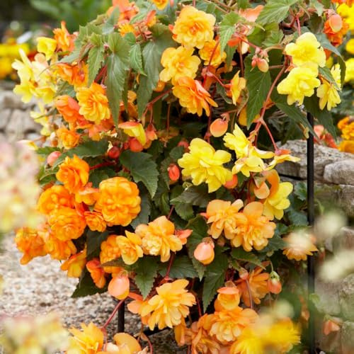 YouGarden Pack 30 Begonia Illum Apricot Shades tubers