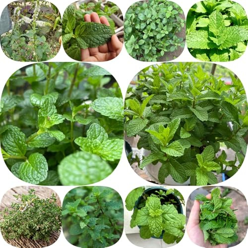 Semi di menta piperita semi di coltivazione giardino resistenti menta rara giardino selvatiche vecchie varietà 1300pcs