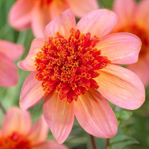 Plant in a Box - Dahlia 'Totally Tangerine' - Set om 3 - Sommarblommare - Dahliaknölar - trädgårdsblommor - Orange/Rosa