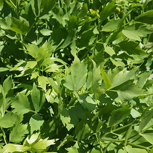 Nuevo Fresco 100 Uds semi di piante di levistico verde