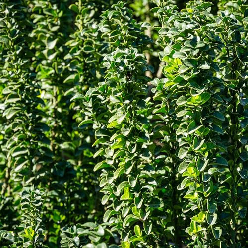 GreenboutiQ - Plantes de haie - Euonymus japonica Green Spire - feuilles vertes - 6 plantes - 1 mètre linéaire - persistant - pot de 17 cm hauteur 40 cm