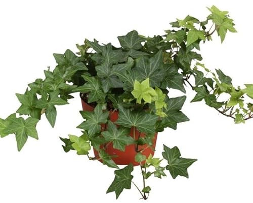 DECOALIVE Hiedra Inglesa Verde Planta Natural para el Hogar