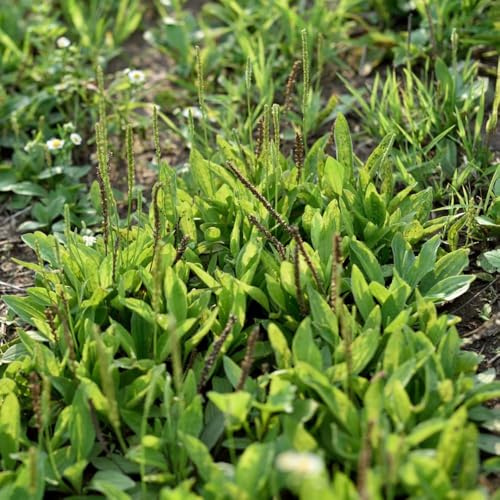 semillas de plátano ribwort, resistentes al invierno para balcones, decorativas interior 250pcs
