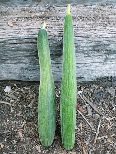 Nuovo ARMENO METKI VERDE SCURO CETRIOLO/seme del melone Tender Crisp Primavera/Autunno Giardino 30+ Seeds