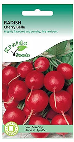 Red Radish Seeds Cherry Belle Heirloom Raphanus Sativus 500 Seeds Grow Your Own Vegetable Perfect for Outdoor Growing or in Pots and Containers