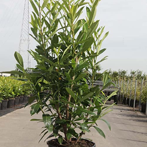 Cherry Laurel Prunus laurocerasus 'Caucasica' Fragrant White Blooms Low-Maintenance Easy to Grow Your Own Garden Evergreen Hardy Shrub Hedge 3.5-Litre Potted Plant by Thompson and Morgan