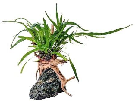 AquaOne Microsorum Plante sur racine de Moorkien avec pierre Seiryu Décoration d'aquarium Plante aquatique Racine Roche Mini paysage Aquascaping Facile d'entretien