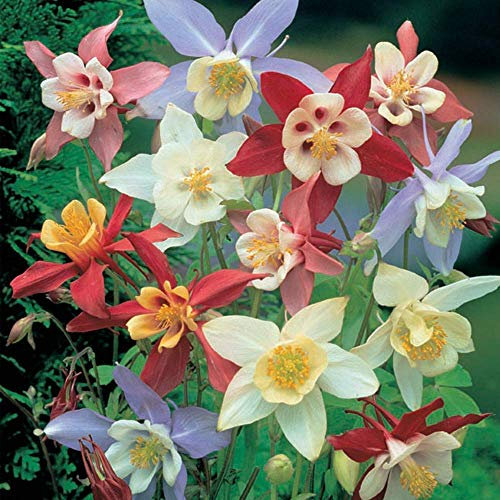 Perennial Floral Displays in the Home 24 Aquilegia Plants ‘Mrs Scott-Elliott’, Columbine, Grannys Bonnet, Hardy Perennial, Outdoor Garden Flowering Plants 24x Plug Plants by T&M (24)