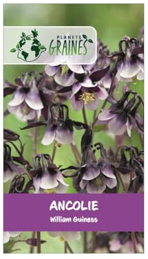 20 GRAINES D'ANCOLIE (Aquilegia vulgaris) 'William Guiness' - Fleur Bicolore Exceptionnelle : Violet Profond, Presque Noir et Blanc Pur - Vivace Rustique