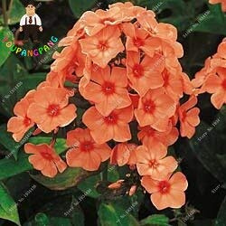 freschi 50pcs semi di fiori Phlox per piantare Red :Seeds only