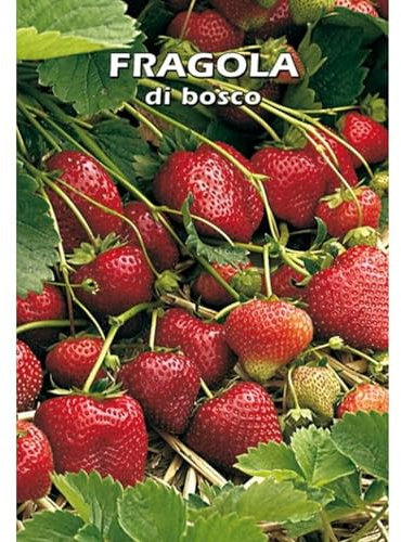 FRAGOLA di bosco - SEMI