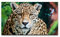 Bilder XXL Jaguar in der Natur 120x70cm Wandbild auf Leinwand
