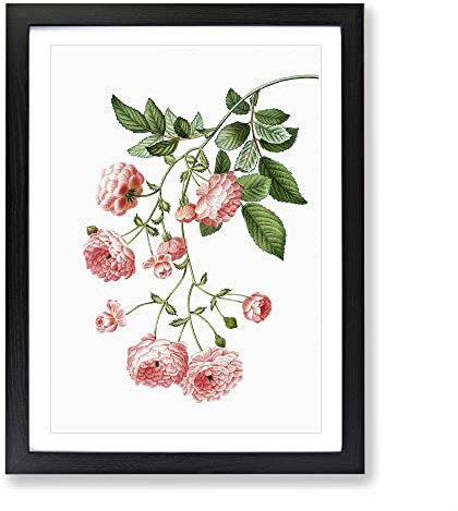 Rambler Roses By Pierre Joseph Redoute Vintage Framed Print | A4 Black Framed Wall Art | Ready to Hang | Classic Nature Picture | Living Room Bedroom Lounge Office