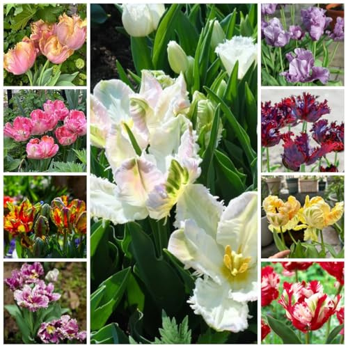 15bulbos comprar de tulipanes - tulipanes - resistentes, de jardín, ramo