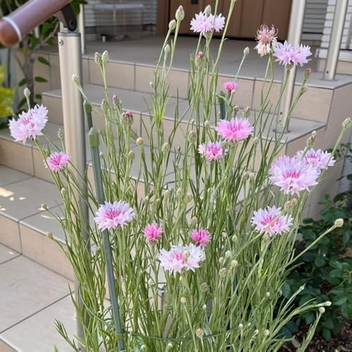 semi Fiordaliso giardino decorazioni giardino decorazione 500pcs