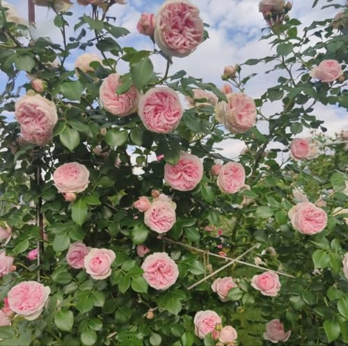 Light Pink Climbing Established Rose Plant in 3 Litre Pot, Ready to Plant, Repeat Flowering Fragrant Rose, Pink Flowers